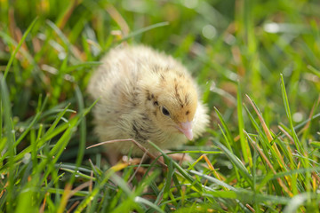 Yellow baby quail newly hatched walking on spring grass