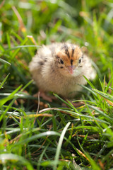 Macro shot of newly hatched baby quail on spring grass