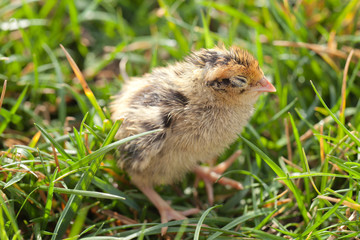 Tiny brown and yellow baby quail on spring grass