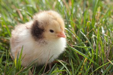 Brown and yellow baby chick