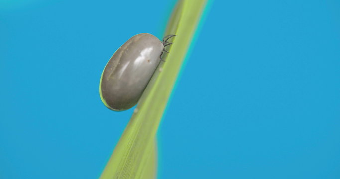 A small fat tick on the leaf 4K RAW FS700 Odyssey 7Q