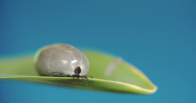 A very fat tick crawling 4K RAW FS700 Odyssey 7Q