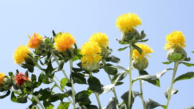 青空をバックにベニバナの花花