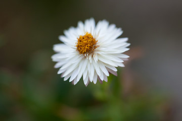 Fototapeta premium White flower on the black background