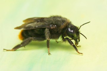 Bumblebee