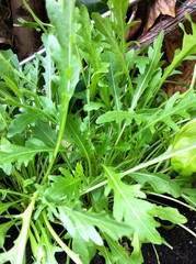 Mi pequeño jardín.