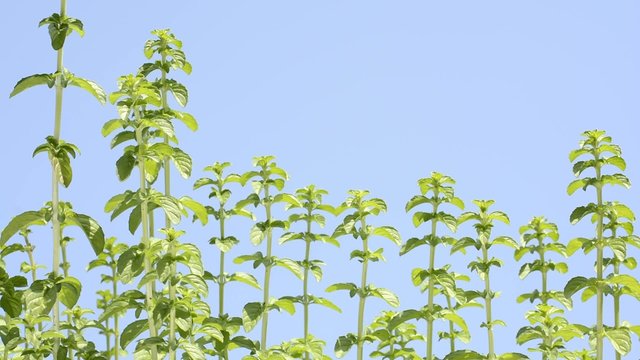 青空をバックにペニーロイヤルミントの葉