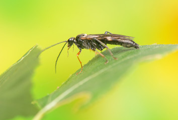 Insect - Asilidae