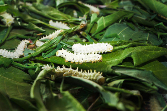 Eri silk worms ( Samia ricini )