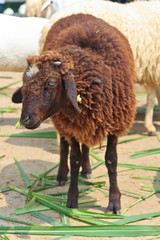 Fototapeta premium Black sheep is eating grass