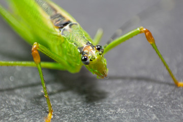 Macro shot of a beautiful Locust resting on a grass leaf