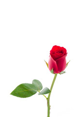 Red rose