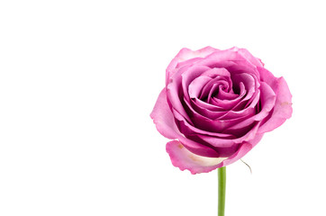 Pink rose isolated on white
