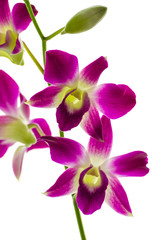 Orchind isolated white background