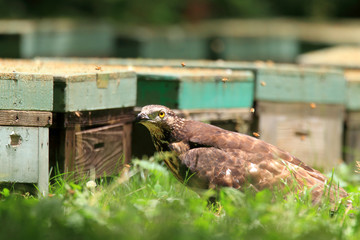 Oriental honey-buzzard (Oriental honey-buzzard) female in Japan 