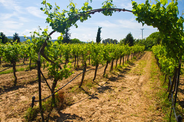Fototapeta na wymiar beautiful vineyard landscape with cloudy blue sky 