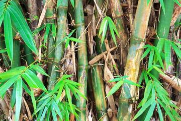 Green bamboo