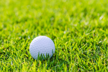 Golf ball on green grass