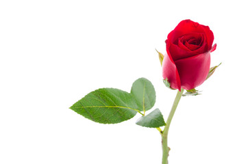 Fototapeta premium Red rose