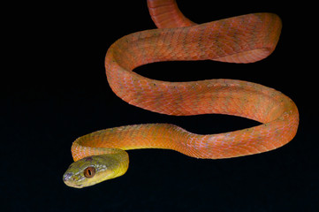Red cat snake / Boiga nigriceps