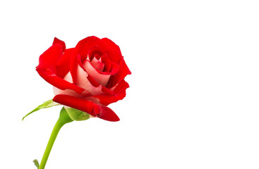 red rose