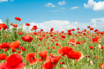 Fototapeta na wymiar Poppy field against blue sky