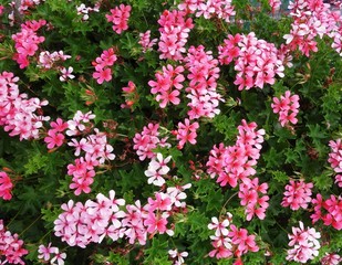 Obraz premium geranium