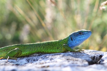 beautiful colored male green lizard
