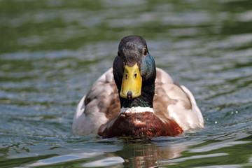 mallard drake swimming on water