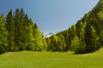 Grüne Wiese und Bäume mit Berggipfel im Hintergrund