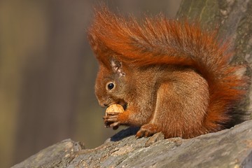 Red squirrel (Sciurus vulgaris) eating walnuts