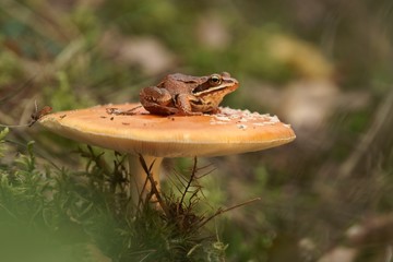 Common frog (Rana temporaria) and the mushroom Toadstool
