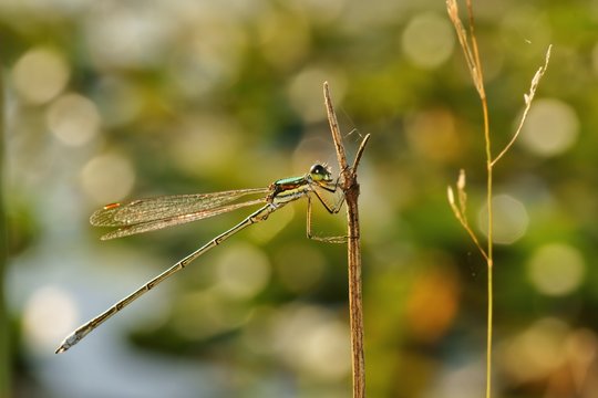 Dragonfly, Emerald Damselfly (Lestes sponsa), Spreadwing