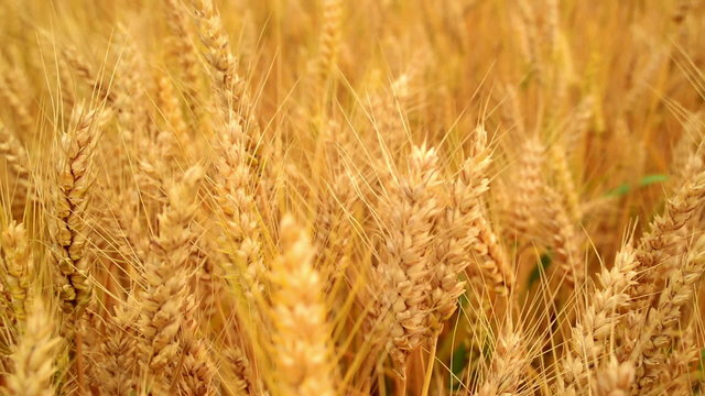 Wheat field. Golden wheat ears in agricultural cultivated field.