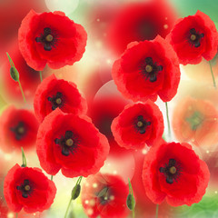 field of poppy flowers