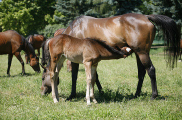 Mare and her foal in meadow