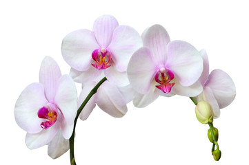 Plakat Orchids