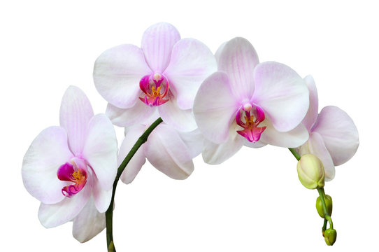 Fototapeta Orchids