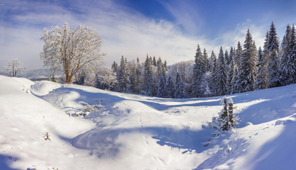 Fototapeta premium Trees covered with hoarfrost and snow in mountains.
