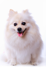 Obraz premium pomeranian dog