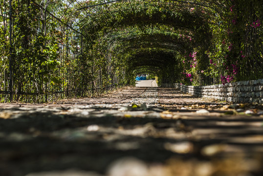 Tunnel delle rose