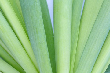 Obraz premium fresh green leek
