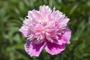 pink peony in garden