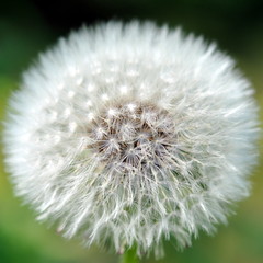 Taraxacum - Fly - Fly