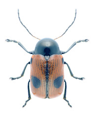 Beetle Cryptocephalus bipunctatus