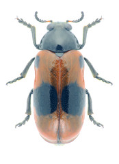 Beetle Clytra laeviuscula
