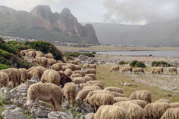 Italy, Sicily, Sheeps