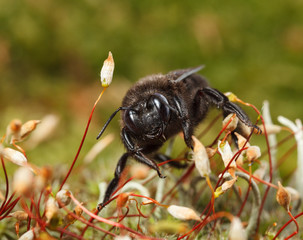 Black Carpenter Bee in moss