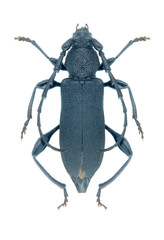 Capricorn beetle Ropalopus clavipes