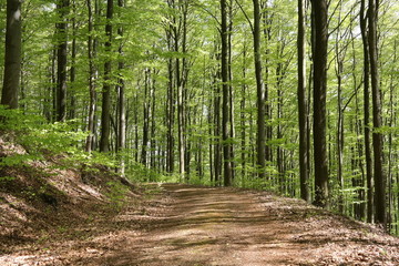 Waldweg im Mai